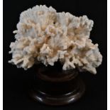 Natural History - a coral specimen, mounted for display, 26cm wide