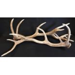 Taxidermy - a pair of 14-point stag antlers, reputedly from Exmoor, Devon, 78cm long, [2]