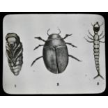 Magic Lantern Slides - Natural History, Entomology and Cellular Biology, various b/w, cased, [