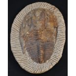 Natural History - Geology, Paleontology - an Andalusiana (Cambropallas) trilobite fossil, 19cm long,