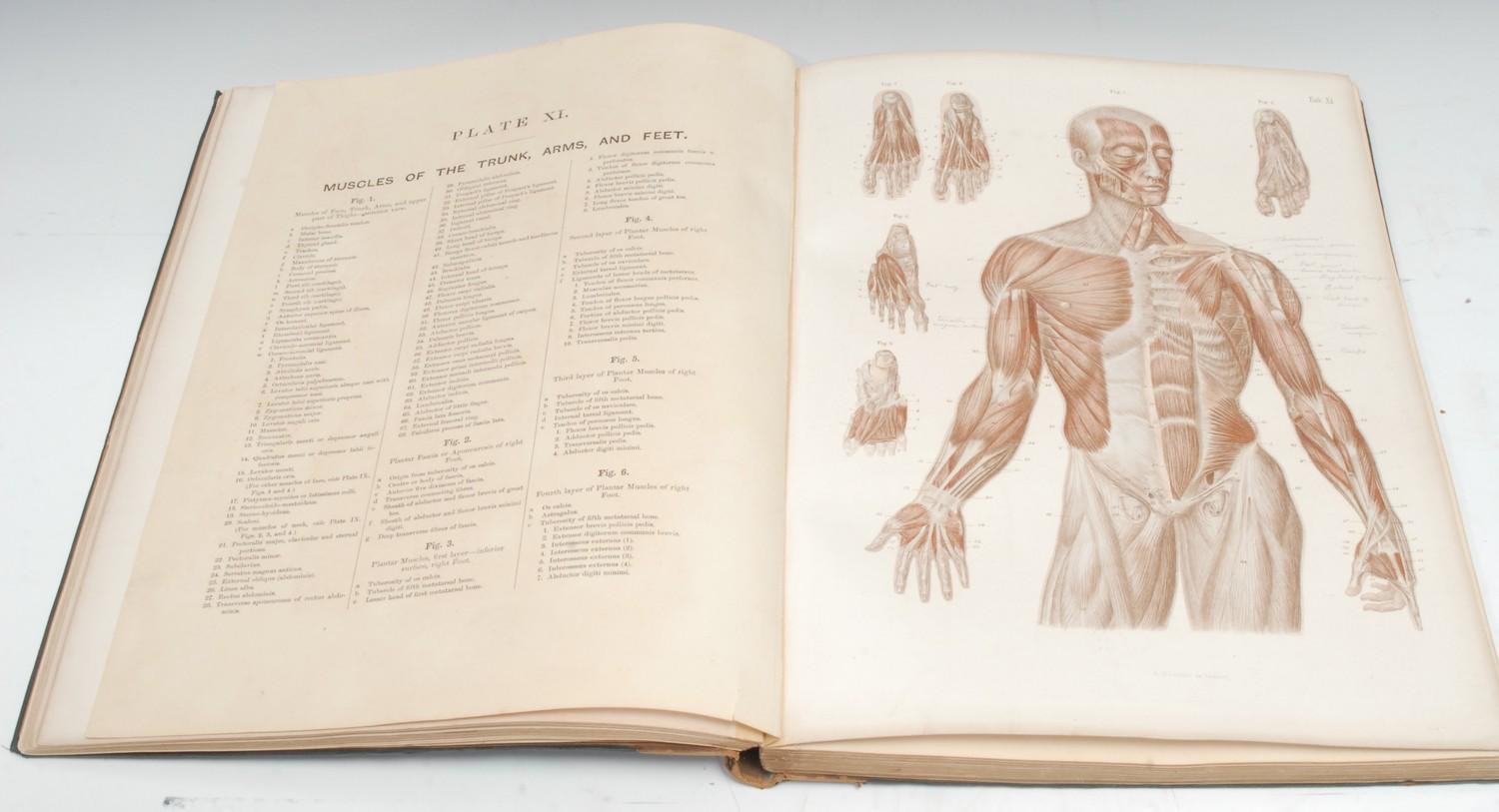 Medical, Anatomy - Bock (Prof. Dr. C.E.), Atlas of Human Anatomy, with Explanatory Text, - Image 2 of 4