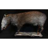 Taxidermy - a South American peccary (tayassuidae) or 'skunk pig', 92cm long, softwood plinth