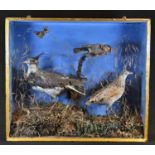 Taxidermy - a Victorian arrangement of birds, naturalistically mounted amongst grasses, ferns and