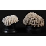 Taxidermy - a coral specimen, 11.5cm diam, mounted for display; another (2)