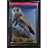 Taxidermy - an early 20th century barn owl, holding a sparrow, its prey, in its beak,