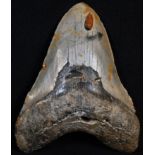 Natural History - Geology, Palaeontology, an American megalodon fossil shark tooth (Otodus (