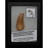 Natural History - Geology, Palaeontology, an African theropod dinosaur tooth (Carnosaur), 4.5cm