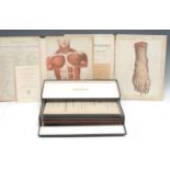 Medical, Anatomy - Witkowski (G.-J., M.D.), Human Anatomy and Physiology: A Moveable Atlas [...],