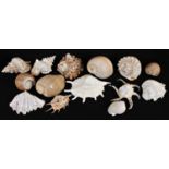 Natural History - Conchology, a collection of large conch and other sea shells, various forms and