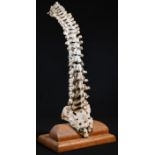 Medical - an early to mid-20th century composition osteopathic didactic model, of spinal