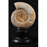 Natural History - Paleontology - an ammonite fossil, 10cm x 9.5cm, mounted for display, 17cm high