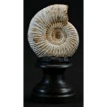 Natural History - Paleontology - an ammonite fossil , mounted for display, 10.5cm high overall