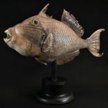 Natural History - a denticulated fish, mounted for display, 49cm long