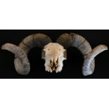 Natural History - a ram's skull and horns, a few molar teeth present, 42cm wide