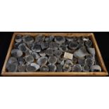 Natural History - Geology, Palaeontology, a large tray collection of British ammonites, various