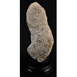 Natural History - a grooved brain coral (diploria labyrithiformis) specimen, mounted for display,