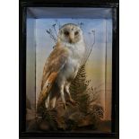 Taxidermy - a Victorian barn owl, naturistically modelled, glass case, 43cm high, c.1900