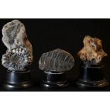 Natural History - Palaeontology - an ammonite fossil, mounted for display, 13cm high overall; others