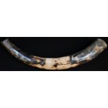 Natural History - Geology, Palaeontology - a British baby woolly mammoth partial-tusk (Mammuthus