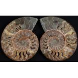 Natural History - Geology, Palaeontology, an African ammonite (Cleoniceras besairiei), bi-sected and