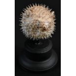 Natural History - a porcupine puffer fish (diodon holocanthus), 7cm long, mounted for display