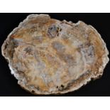 Natural History - Geology, Palaeontology, an African bi-section of silicified wood, from a monkey