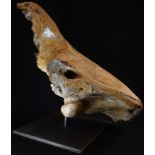 Natural History - Palaeontology, a British partial woolly rhino skull (Coelodonta antiquitatis),