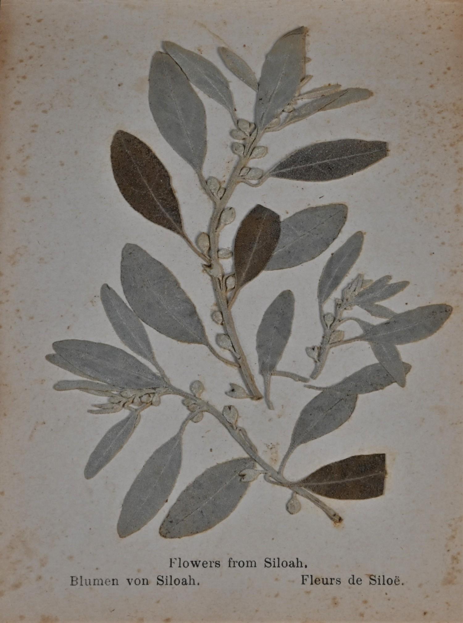 An early 20th century olive wood Grand Tour 'herbarium'. Flowers from the Holy Land, published by - Image 5 of 6