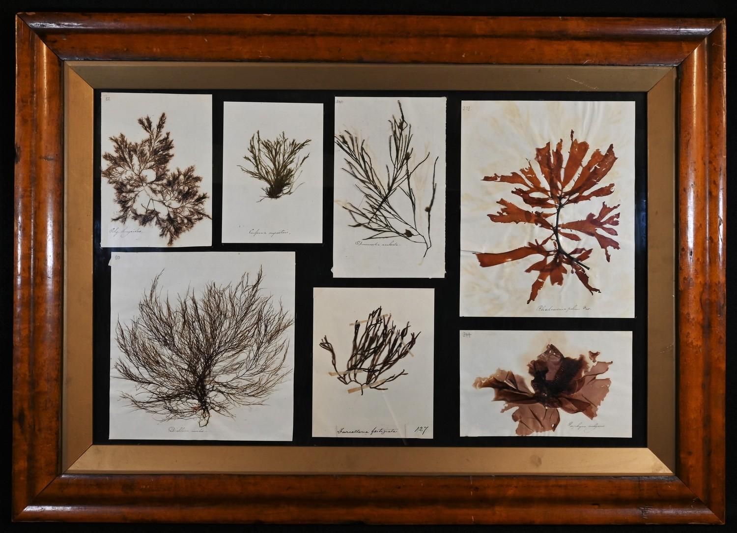 Natural History - a 'herbarium' arrangement of pressed and mounted seaweed specimens, each annotated