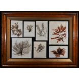 Natural History - a 'herbarium' arrangement of pressed and mounted seaweed specimens, each annotated
