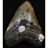 Natural History - Geology, Palaeontology, an American megalodon fossil shark tooth (Otodus (