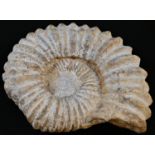 Natural History, Geology/Paleontology - a fossilized ammonite, 21cm wide