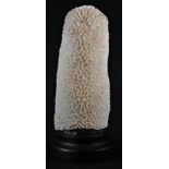 Natural History - a grooved brain coral (diploria labyrithiformis) pillar specimen, 20cm high,