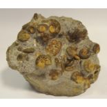 Fossils - a British ammonite multi block, Ludwigia sp Isle of Skye, 190 million years old Jurassic