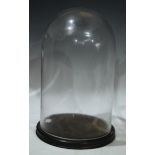 A glass display/taxidermy dome, on ebonised base