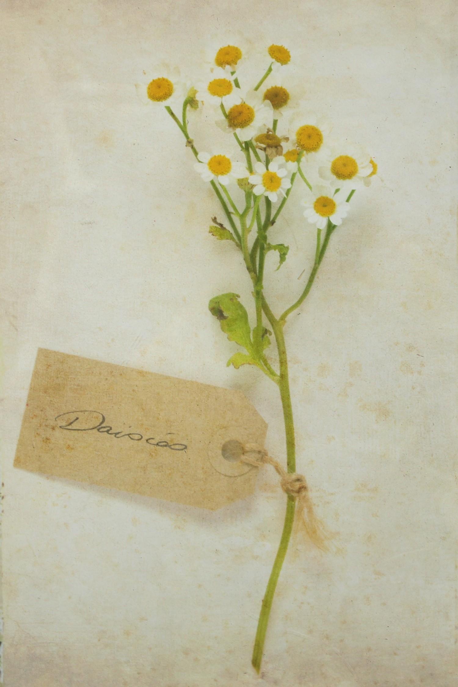 Deborah Schenck - Campion; Daisies; Geranium prints (3) - Image 2 of 4