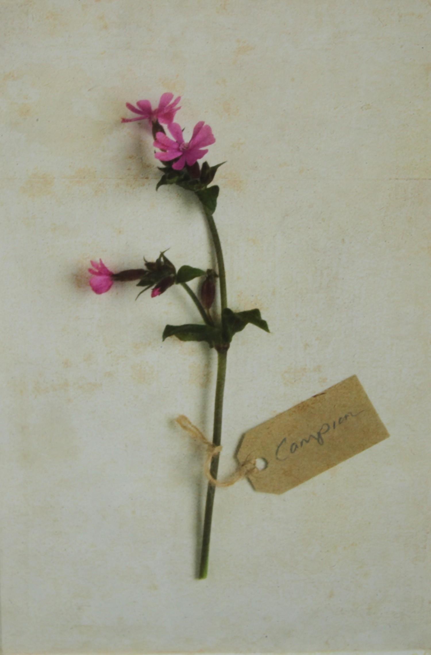 Deborah Schenck - Campion; Daisies; Geranium prints (3) - Image 4 of 4