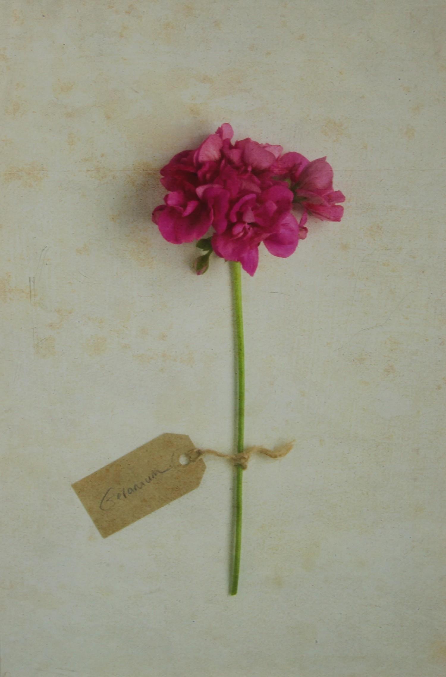 Deborah Schenck - Campion; Daisies; Geranium prints (3) - Image 3 of 4