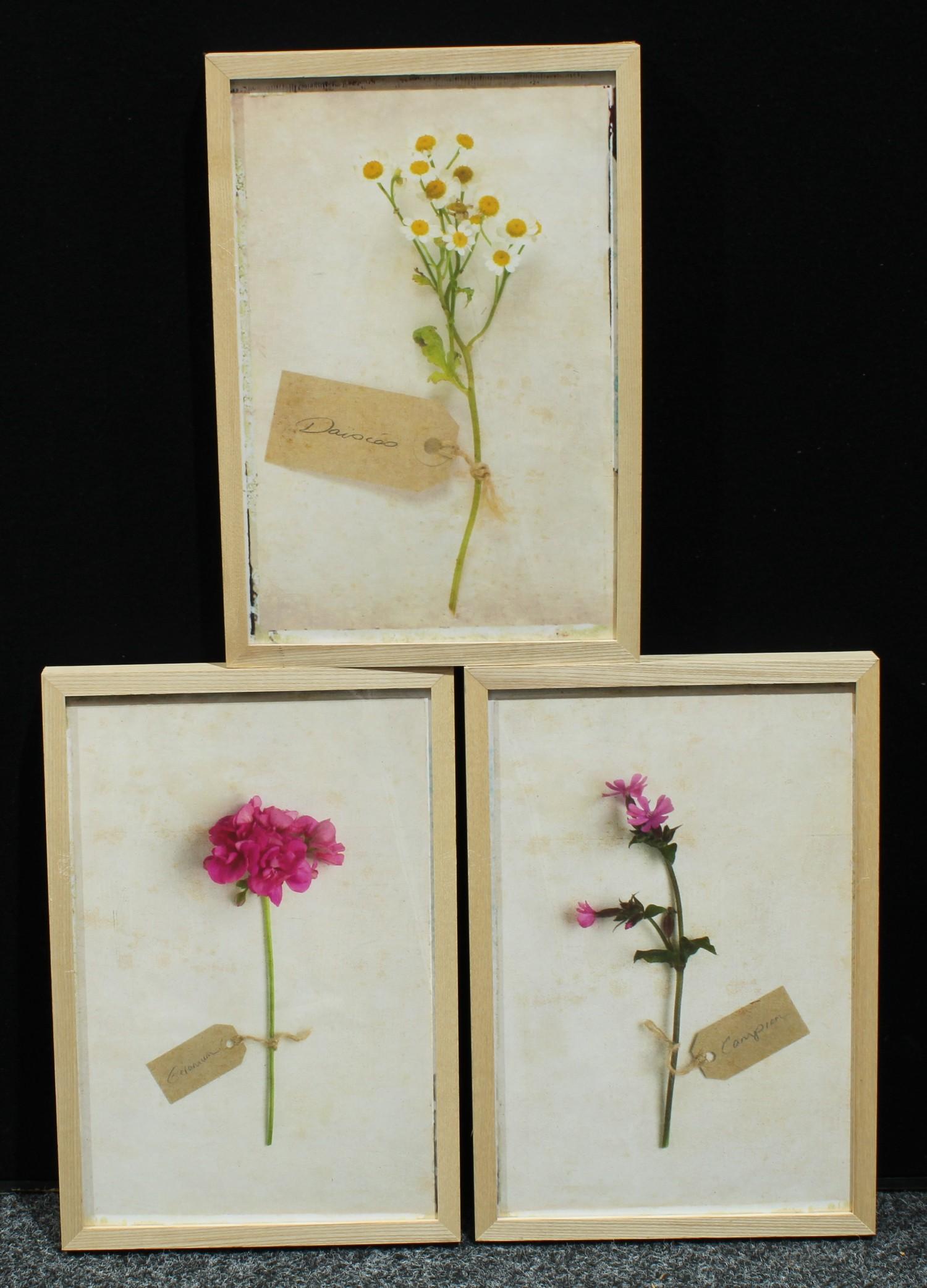 Deborah Schenck - Campion; Daisies; Geranium prints (3)