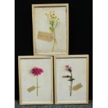 Pictures & Prints - Deborah Schenck, after, a set of three, Campion, Daisies and Geranium, each 39cm