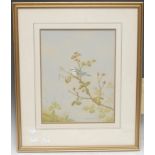 David Andrews Blue Tit on a Leafy Branch signed, watercolour, 35cm x 27cm