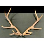 A pair of stag antlers