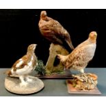 Taxidermy - a Red Grouse resting upon a wooden block, 41cm high; others smaller Partridge, and brown