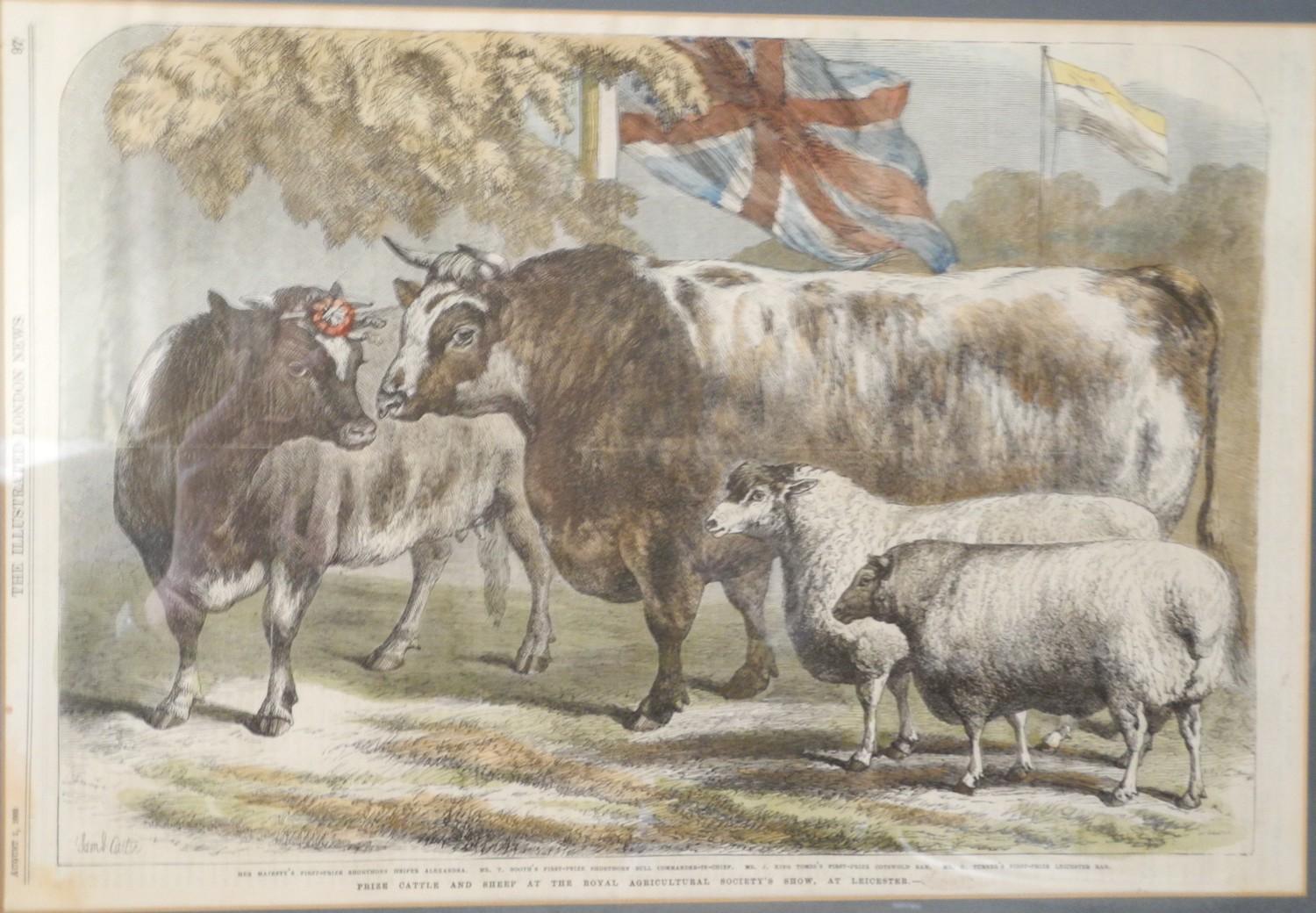 A 19th century engraving, Prize Cattle and Sheep at the Royal Agricultural Society Show at