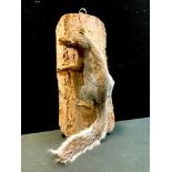 Taxidermy - a Grey Squirrel with Acorn, climbing a tree trunk panel, 50cm long