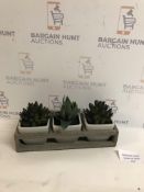 Succulent Trio in Wooden Tray