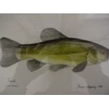 7 hand drawn pen and inks of various fish by Trevor Stepowloz (36 x 28)cm