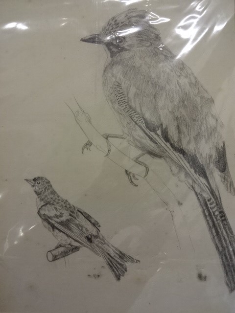 John Arnott 1920's pencil drawing of 2 birds plus signed John Trickett limited edition print 96/