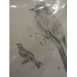 John Arnott 1920's pencil drawing of 2 birds plus signed John Trickett limited edition print 96/