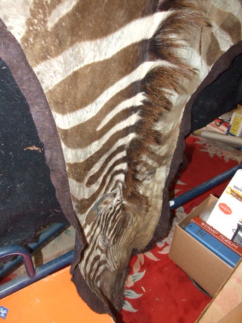 Full Zebra Skin - Image 3 of 3